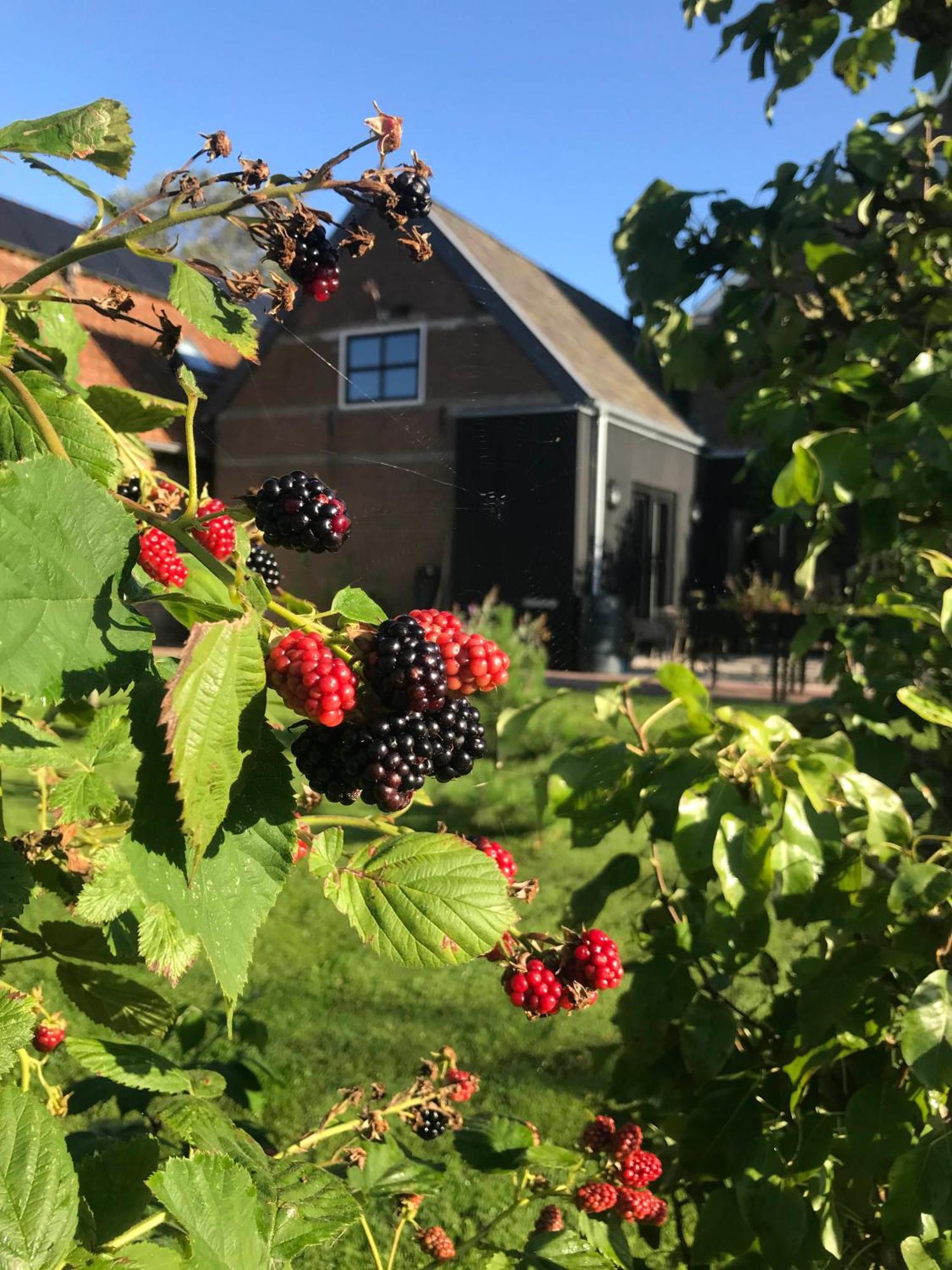 B&B De Pastorie Bij Dokkum Reitsum Eksteriør bilde